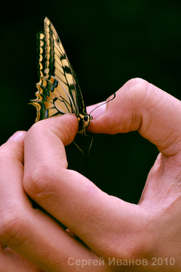 To Catch a Butterfly