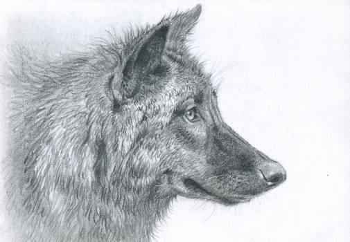 Grey wolf : Graphite