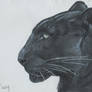 Sketchbook black panther