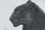 Sketchbook black panther