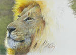Lion portrait *