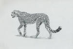 Cheetah sketch