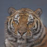 Tiger portrait commission