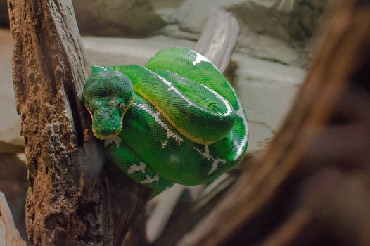 Green Tree Boa