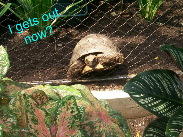 Lol Tortoise Lol'Tortoise? by Inkblot30 on DeviantArt