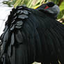 black cockatoo