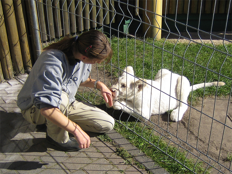 white lion