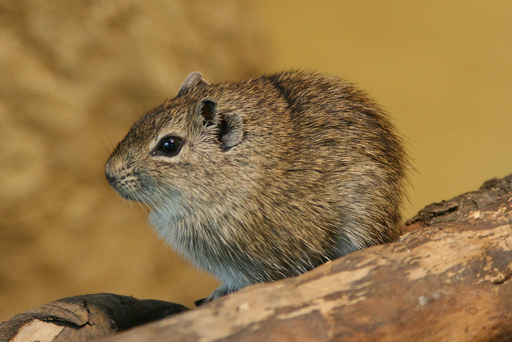 Galea monasteriensis by Tribolonotus on DeviantArt