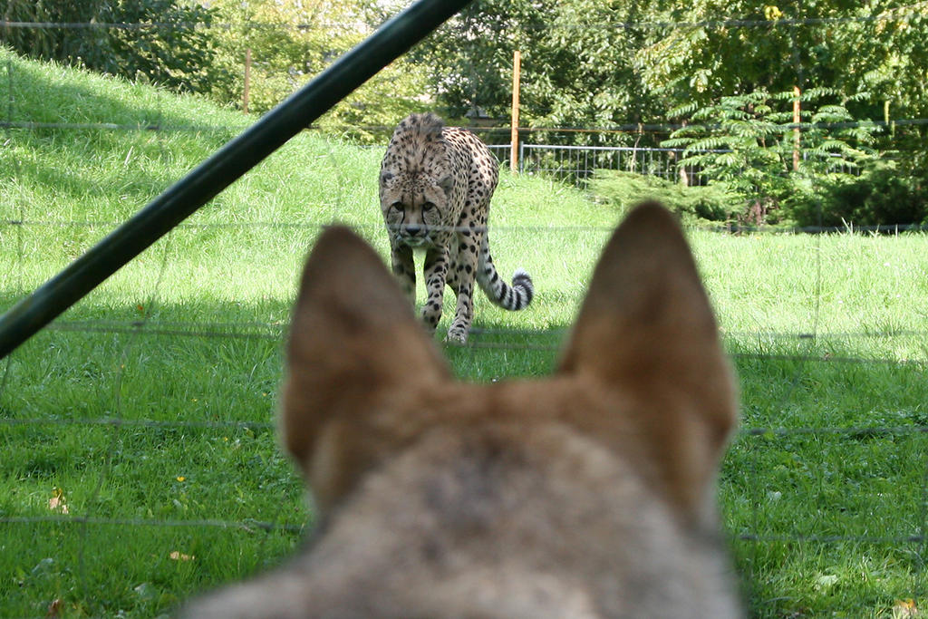 wolfdog Nee meets Cheetah