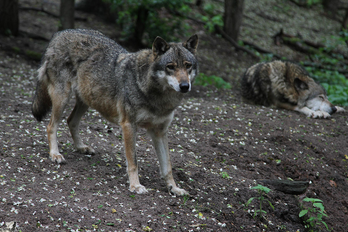 Aged Wolves