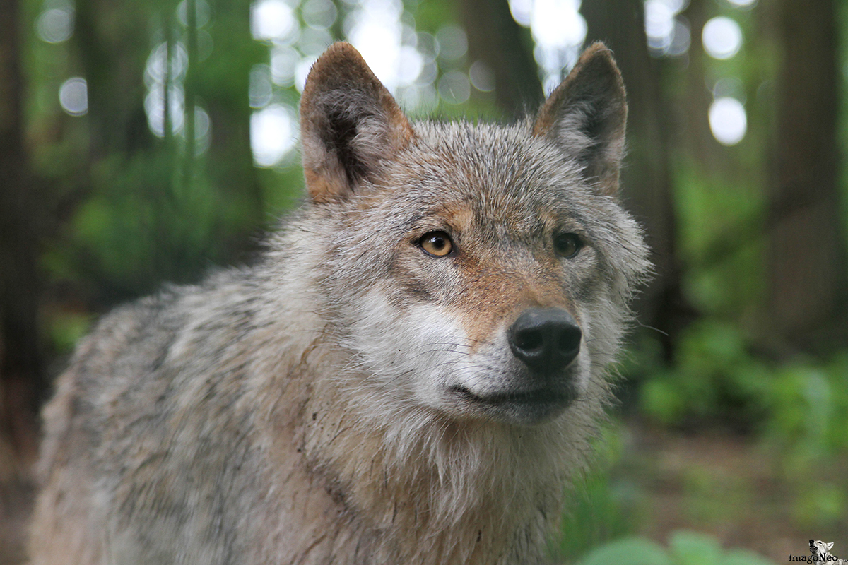 European Grey Wolf