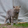 Hudson-Bay Wolf Puppy