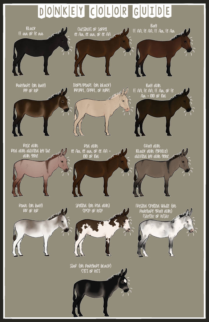 a donkey color guide by WesternSpurs on DeviantArt
