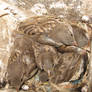 baby sparrows