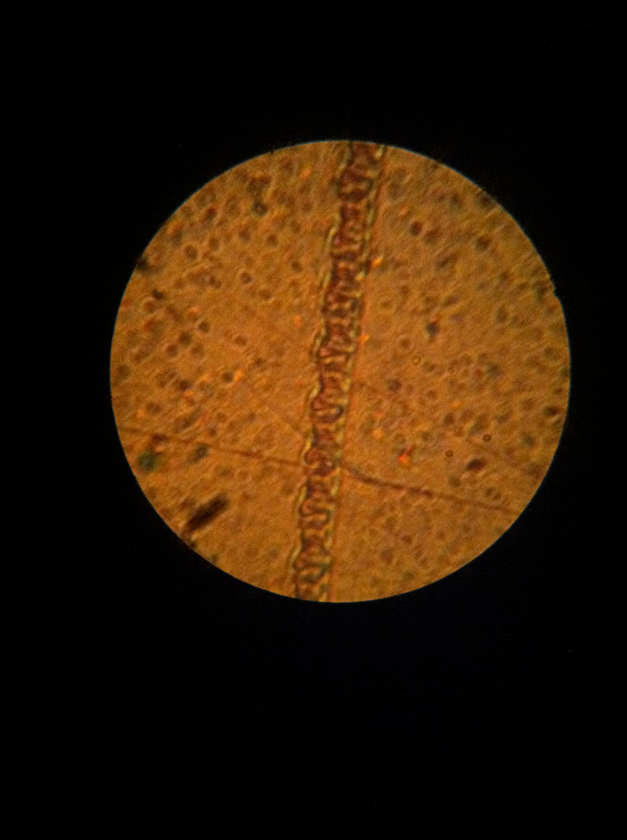 banana dna under a microscope by