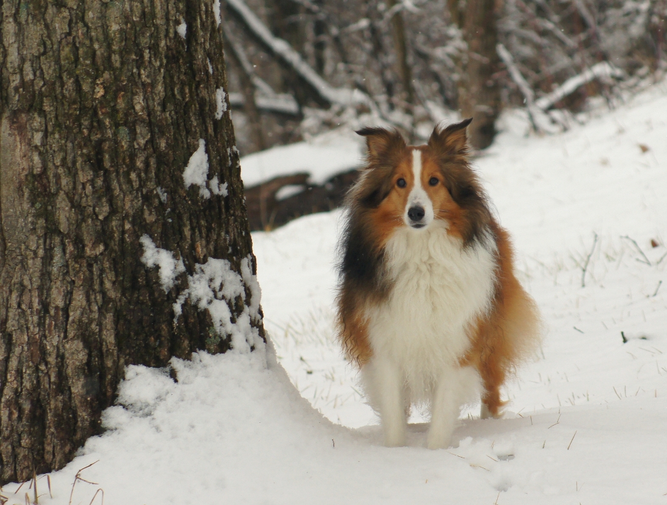 The Noble Sheltie