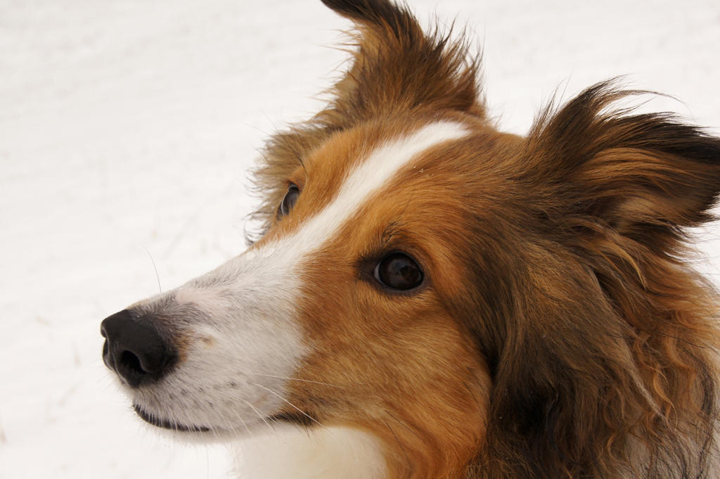 The Noble Sheltie II