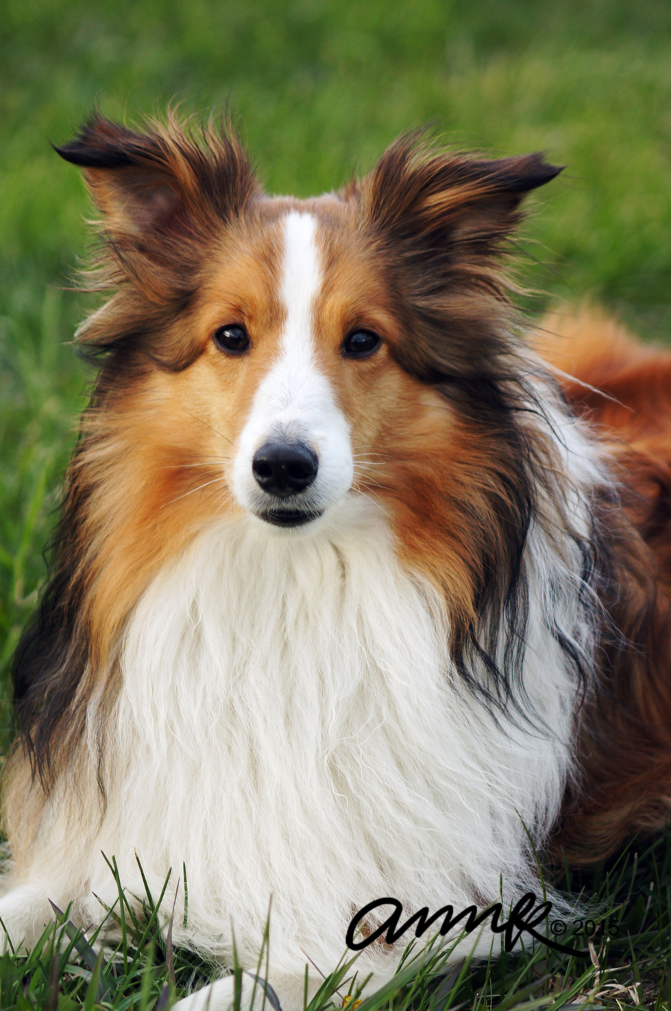 Boomerang the Sheltie