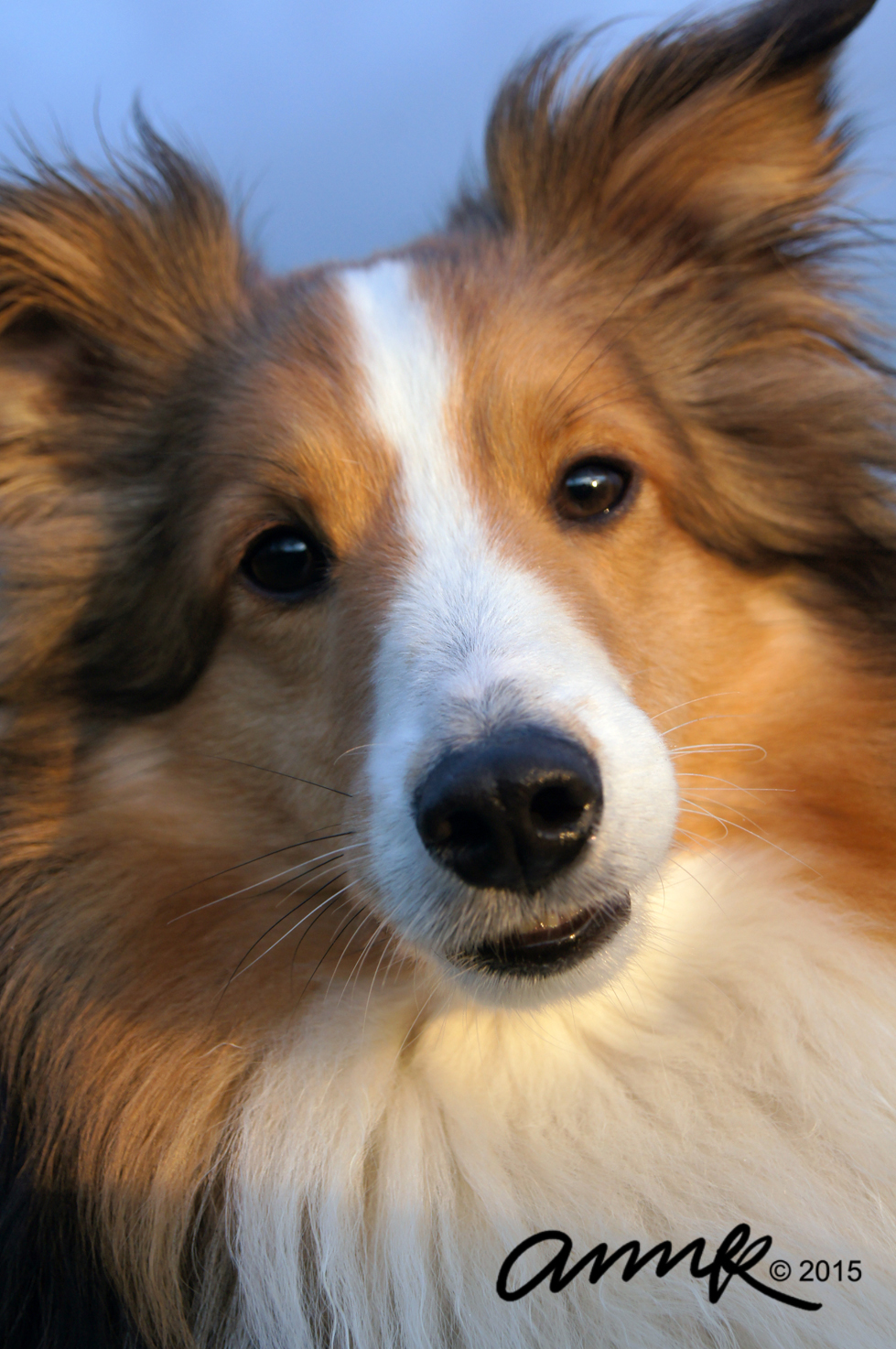 Sheltie Snuggle Face