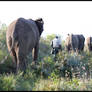 Walking With Elephants