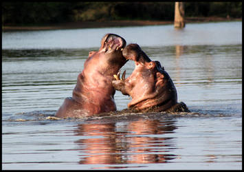 Hippos Playing 2 by mikewilson83