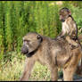 Baby Baboon taking a Ride