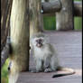 Young Vervet Monkey