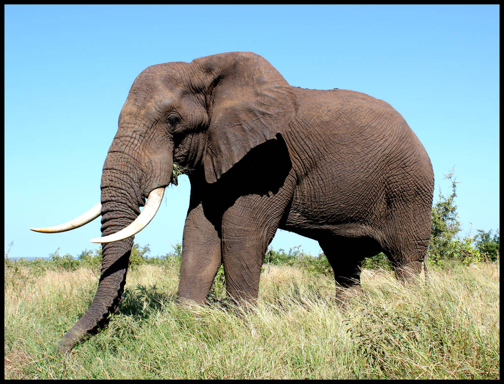 Крупное лесное млекопитающее. Самый большой слон. Самый большой слон в мире. Самые крупные наземные животные. Большой Африканский слон.