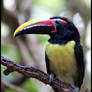 A Colourful Toucan