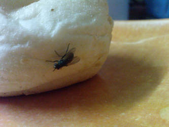 Fly in the Bread