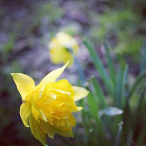 Flower in the park