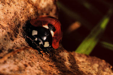 Ladybug