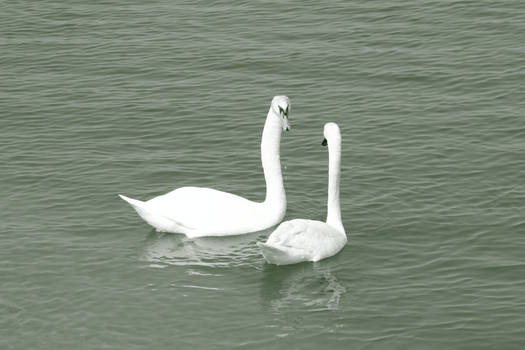 swans in the park