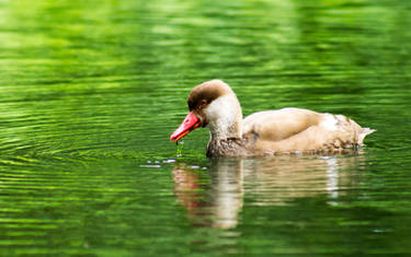 Mr. Red Beak