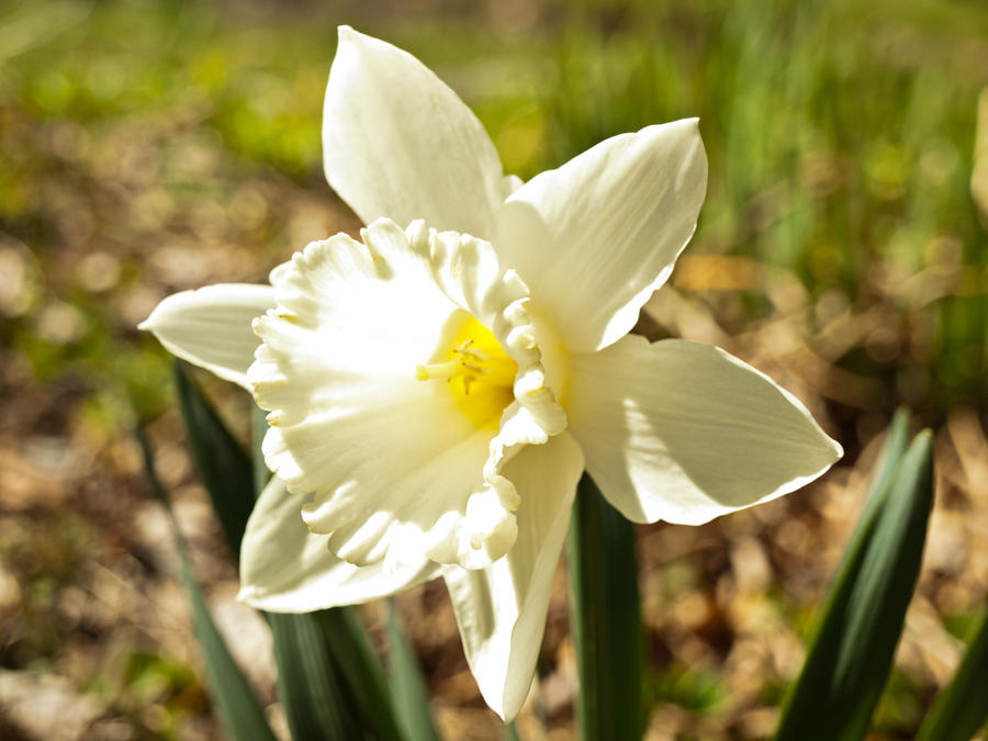 Daffodil