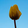 Yellow Tulip