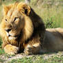 Lion - Africa 5