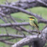 Juvenile Little Bee-Eater