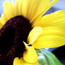 Sunflower : 3