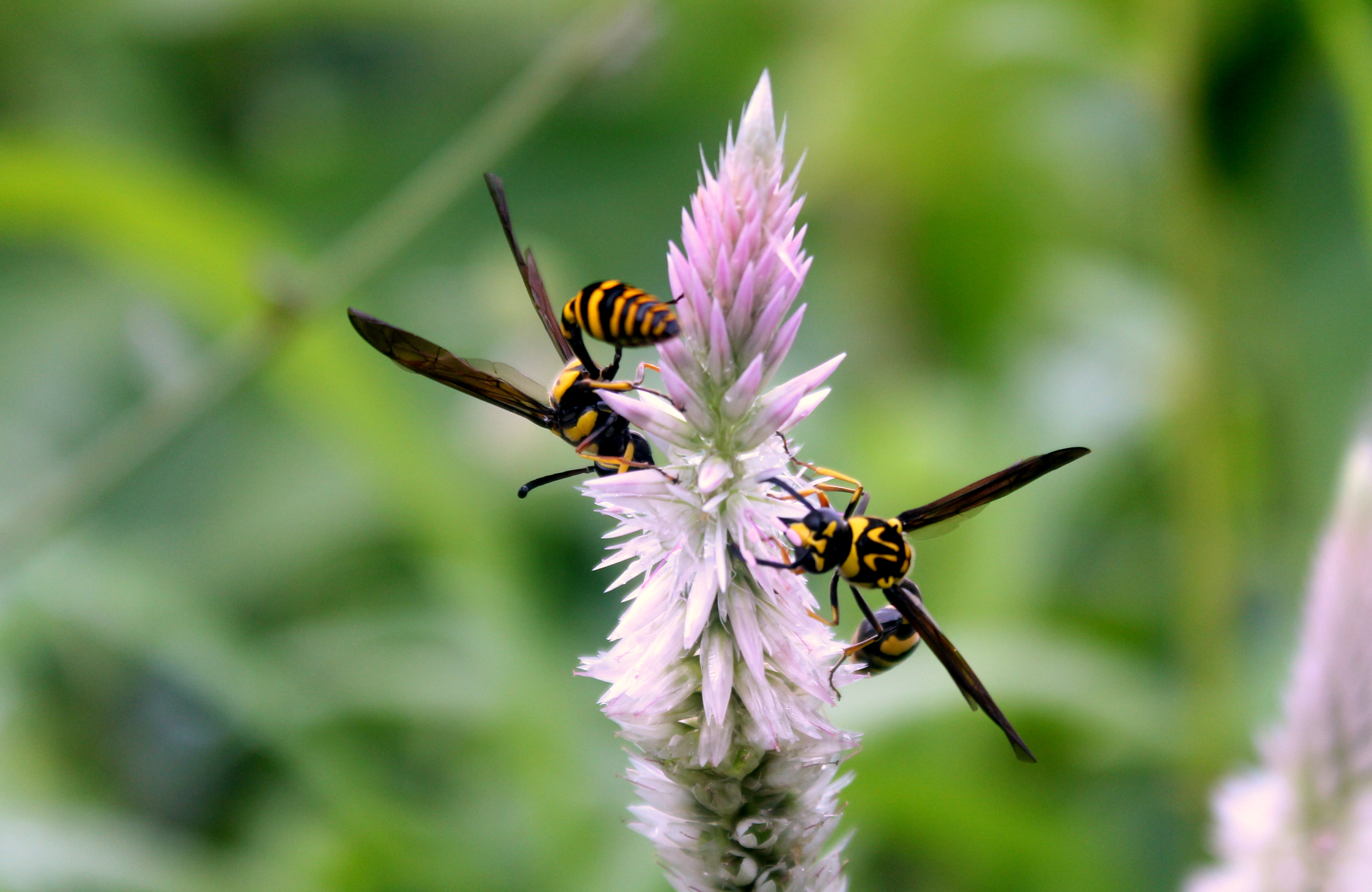 Potter wasps nectaring