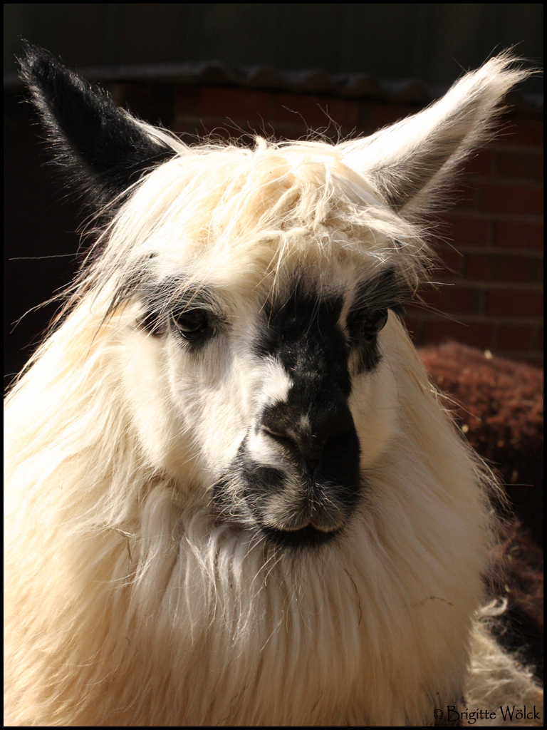 Llama