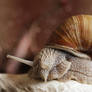 Snail Portrait