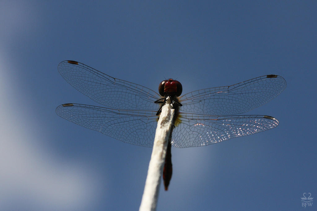 Red Dragonfly 2