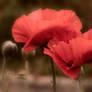 Feuer - Mohn