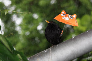 Summer 2012 in Germany