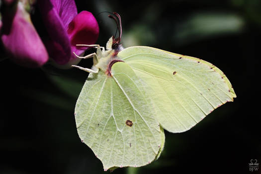 Brimstone Butterfly