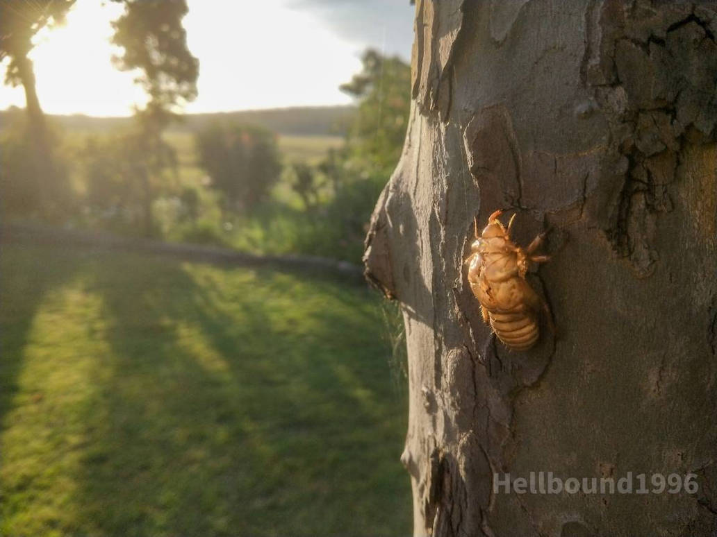 A lonely shell by Hellbound1996 on DeviantArt