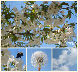 Spring in Blue and White