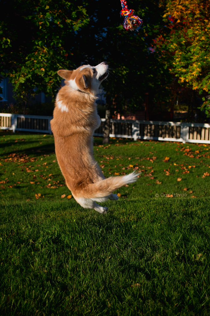 Corgi jumps