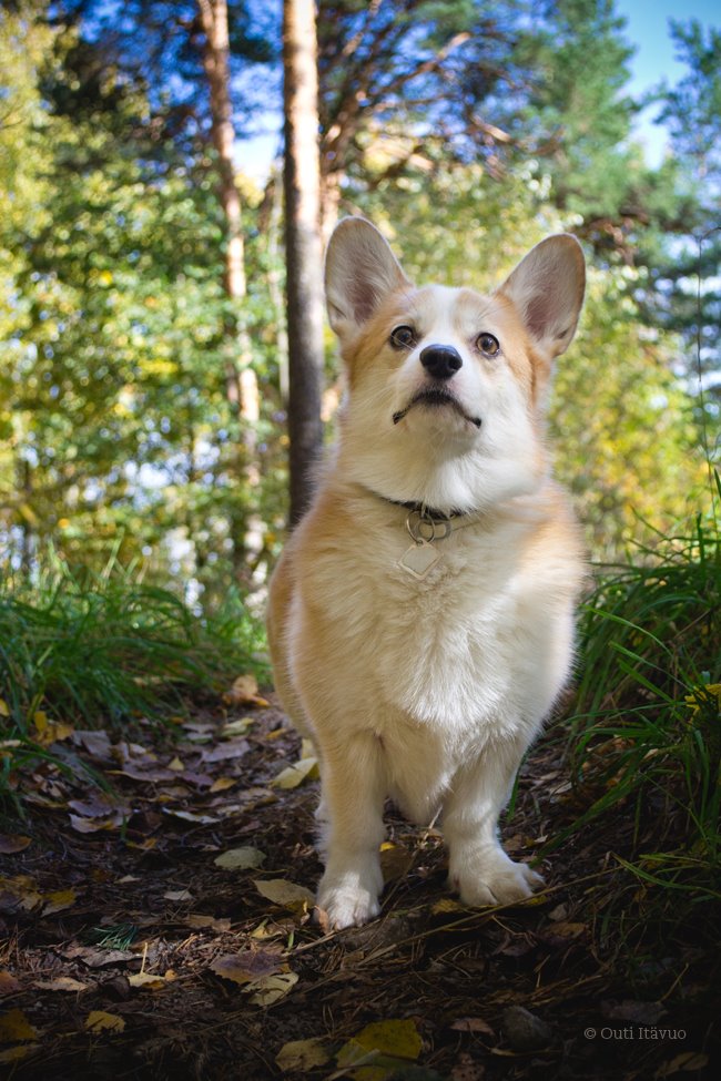 Corgi staring